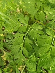 Anthriscus cerefolium