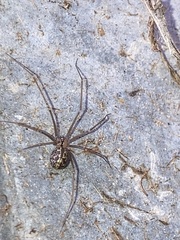 Psilochorus pullulus