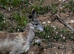 Moschus chrysogaster