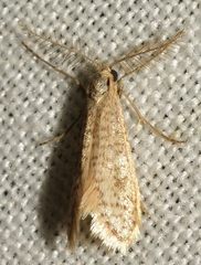 Dissoctena albidella