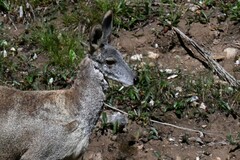 Moschus chrysogaster