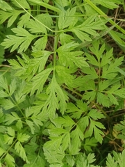 Anthriscus cerefolium