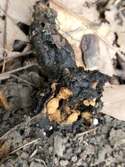 Asterophora lycoperdoides