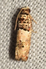 Epinotia thapsiana