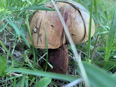 Suillellus