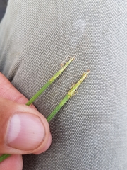 Eleocharis robbinsii