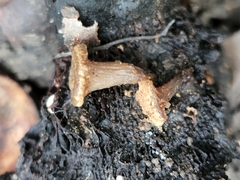 Asterophora lycoperdoides