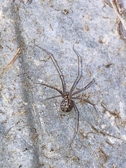 Psilochorus pullulus