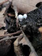Asterophora lycoperdoides