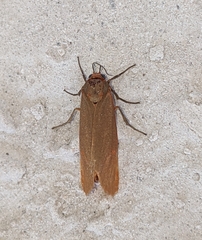Virbia aurantiaca