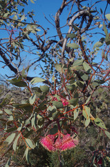 Eucalyptus pyriformis