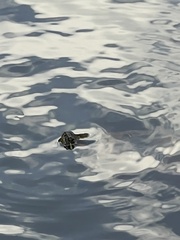Deirochelyinae