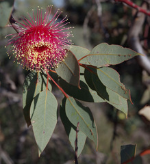 Eucalyptus pyriformis