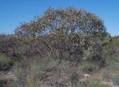 Eucalyptus pyriformis