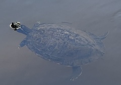 Deirochelyinae