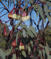 Eucalyptus pyriformis