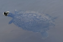 Deirochelyinae