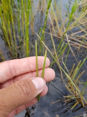 Eleocharis robbinsii