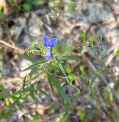Trichostema setaceum