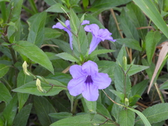Ruellia simplex