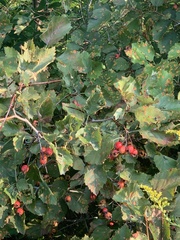 Crataegus chrysocarpa
