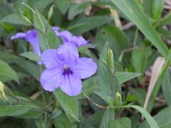 Ruellia simplex