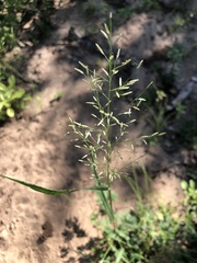 Eragrostis lehmanniana