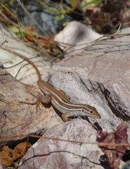 Aspidoscelis sonorae