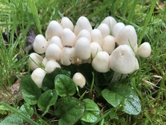 Coprinellus disseminatus