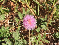 Mimosa strigillosa