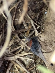Phidippus cardinalis