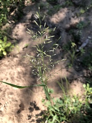 Eragrostis lehmanniana