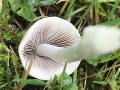 Coprinellus disseminatus