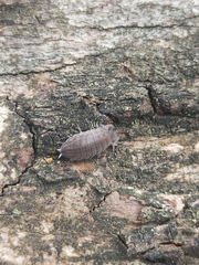 Proporcellio