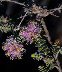 Melaleuca orbicularis