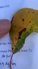 Eriophyes cerasicrumena