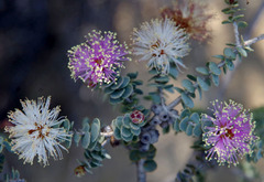 Melaleuca orbicularis