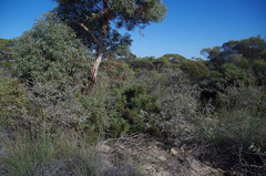 Melaleuca orbicularis