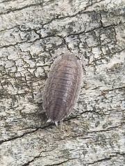 Proporcellio