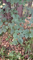 Tilia × europaea