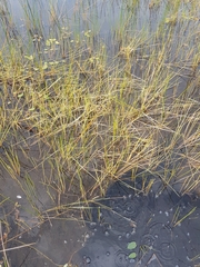 Eleocharis robbinsii