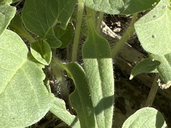 Physalis crassifolia