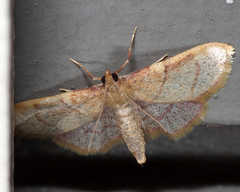 Hypsopygia