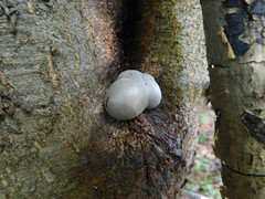 Lycogala flavofuscum