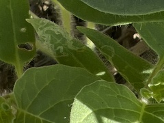 Physalis crassifolia