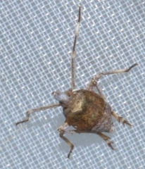 Orgeriinae
