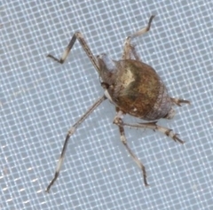 Orgeriinae