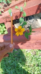 Sclerocarpus divaricatus