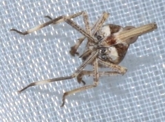 Orgeriinae