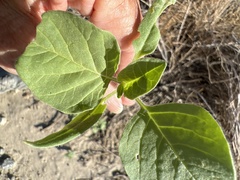 Physalis crassifolia